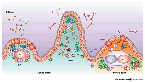 Intestinal iga synthesis regulation. Bacteria clipart immunology
