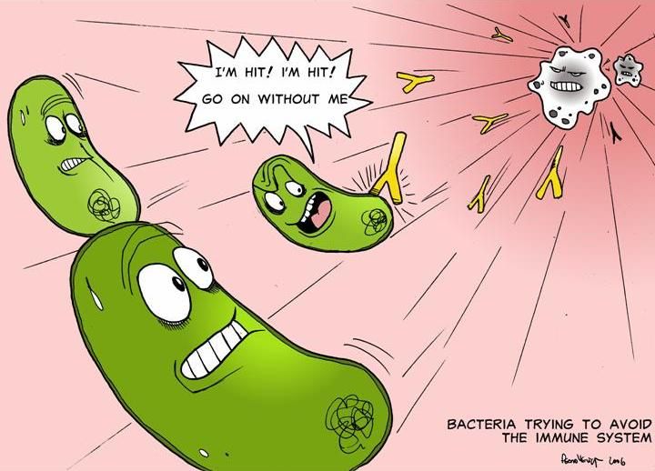 Bacteria clipart immunology. Gram cartoon policial bacteriano