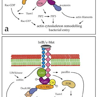 Bacteria clipart listeria. A schematic diagram showing