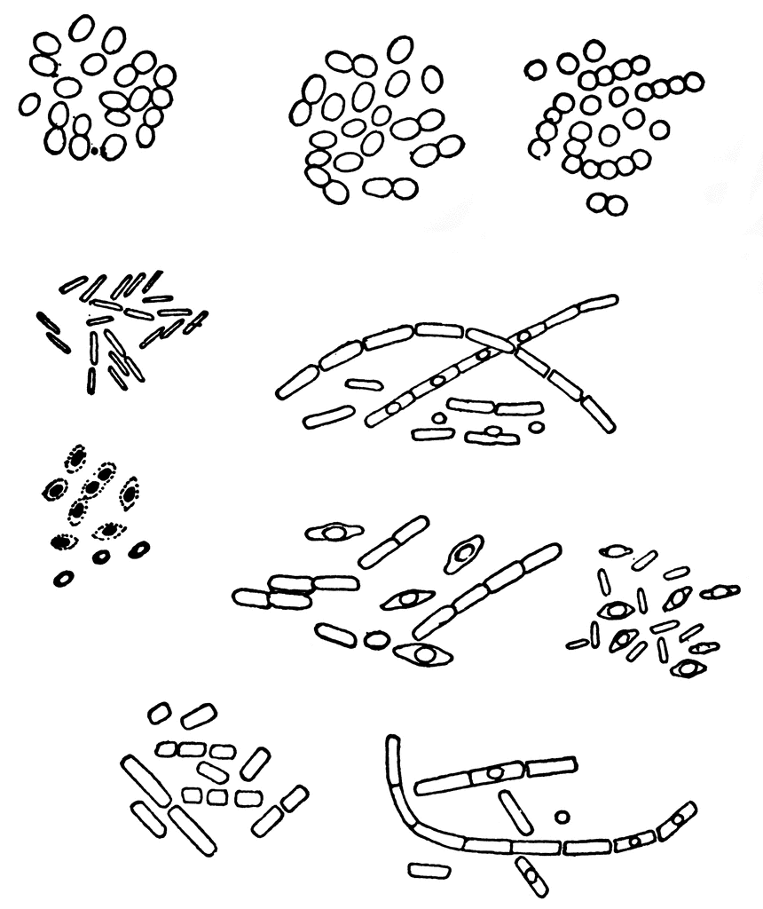 Free cliparts download clip. Bacteria clipart outline