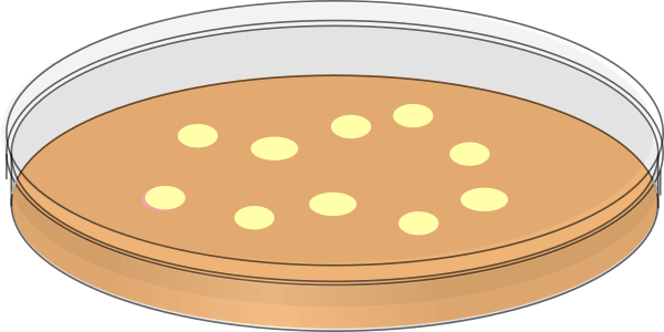 Orange with white bacterial. Bacteria clipart petri dish