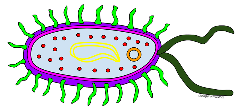 Color a typical cell. Bacteria clipart prokaryote