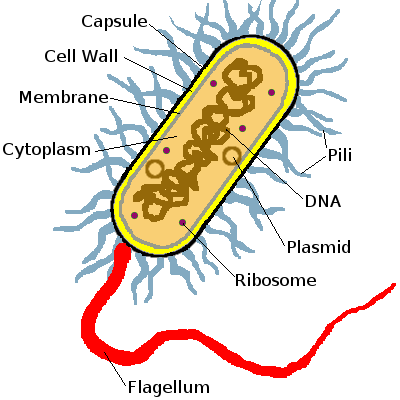 Diagram of a prokaryotic. Bacteria clipart prokaryote