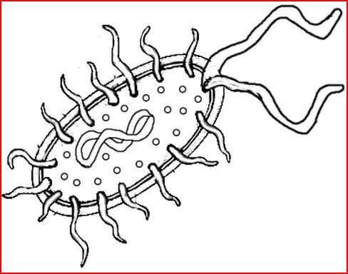 Bacteria clipart prokaryote. Prokaryotic vs eukaryotic clip