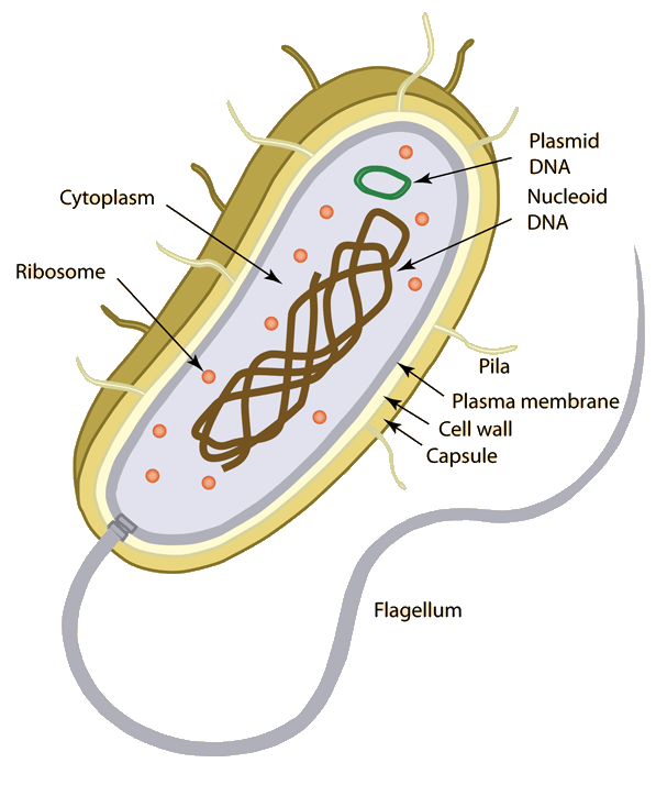 Prokaryotic cells . Bacteria clipart prokaryote