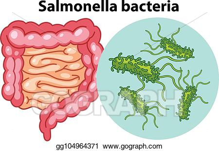 Bacteria clipart salmonella. Vector art magnified cells