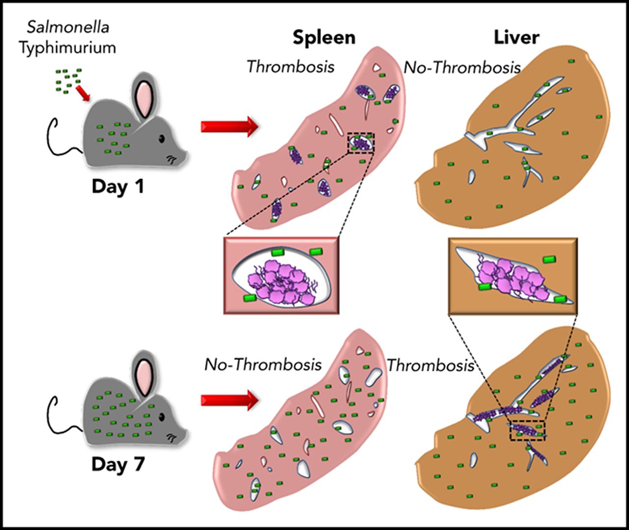 Bacteria clipart salmonella, Picture #2280356 bacteria clipart salmonella