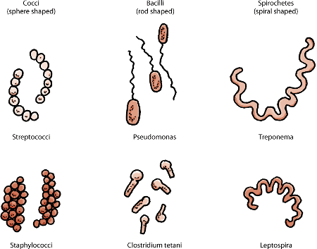 Bacteria clipart sepsis. Infections caused by special