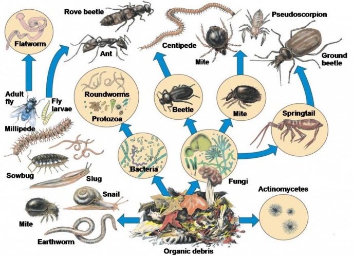 Bacteria clipart soil bacteria. The food web microbes