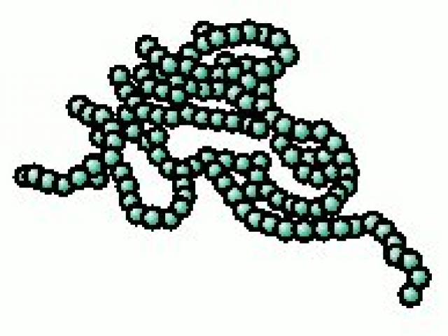 Bacteria clipart streptococcus. Free on dumielauxepices net