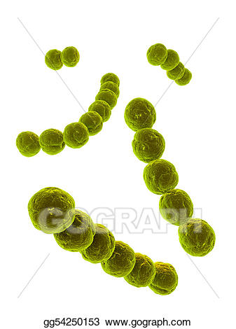 Stock illustration illustrations gg. Bacteria clipart streptococcus