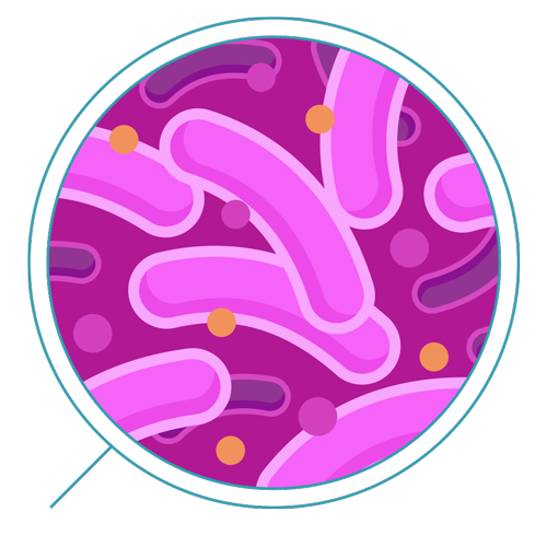 Bacteria clipart transparent background. Png images free download
