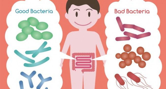 Bacteria clipart tuberculosis bacteria. Did you know gut