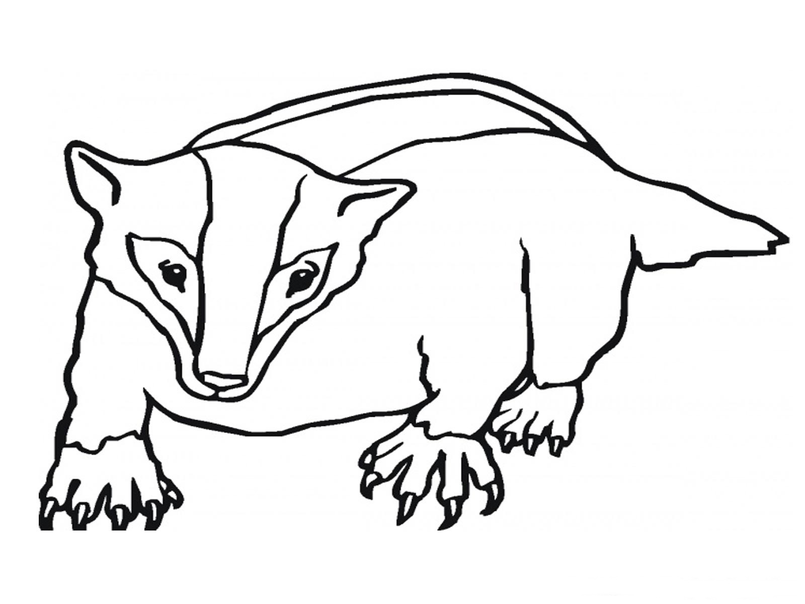 Coloring pages free printable. Badger clipart badger face