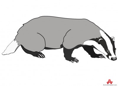 Animals of closeup with. Badger clipart badger face