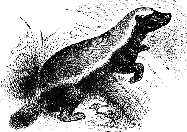 badger clipart honey badger