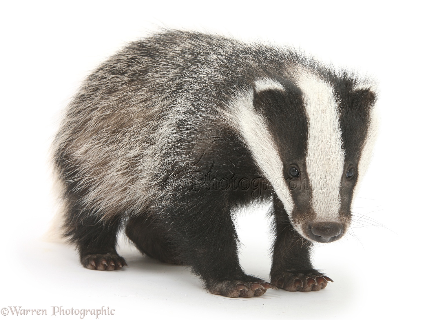 Badger clipart white background.  best badgers images
