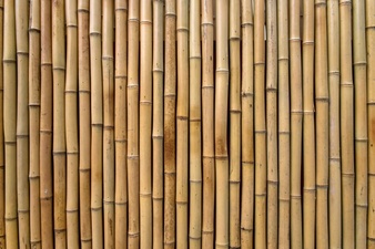 bamboo clipart bambo