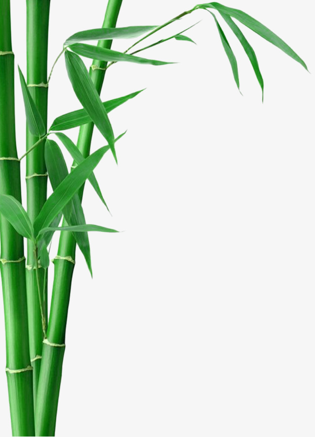bamboo clipart bambo