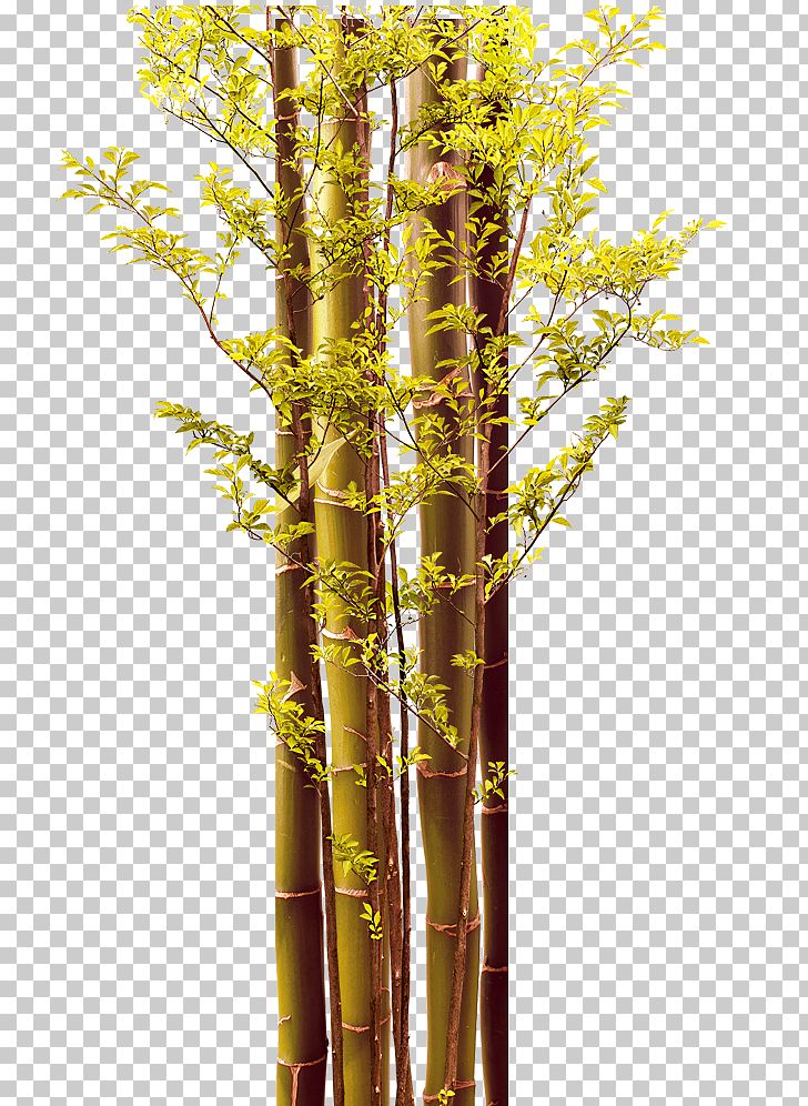bamboo clipart bamboo branch