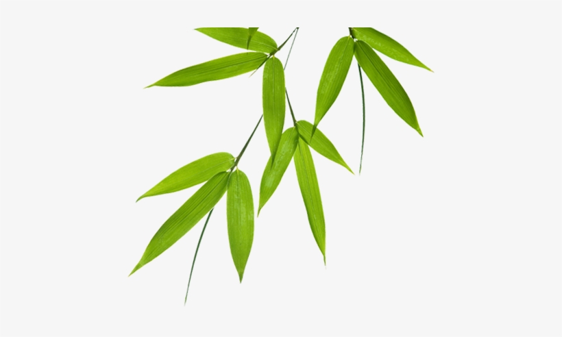 Leaves png clip art. Bamboo clipart bamboo leaf