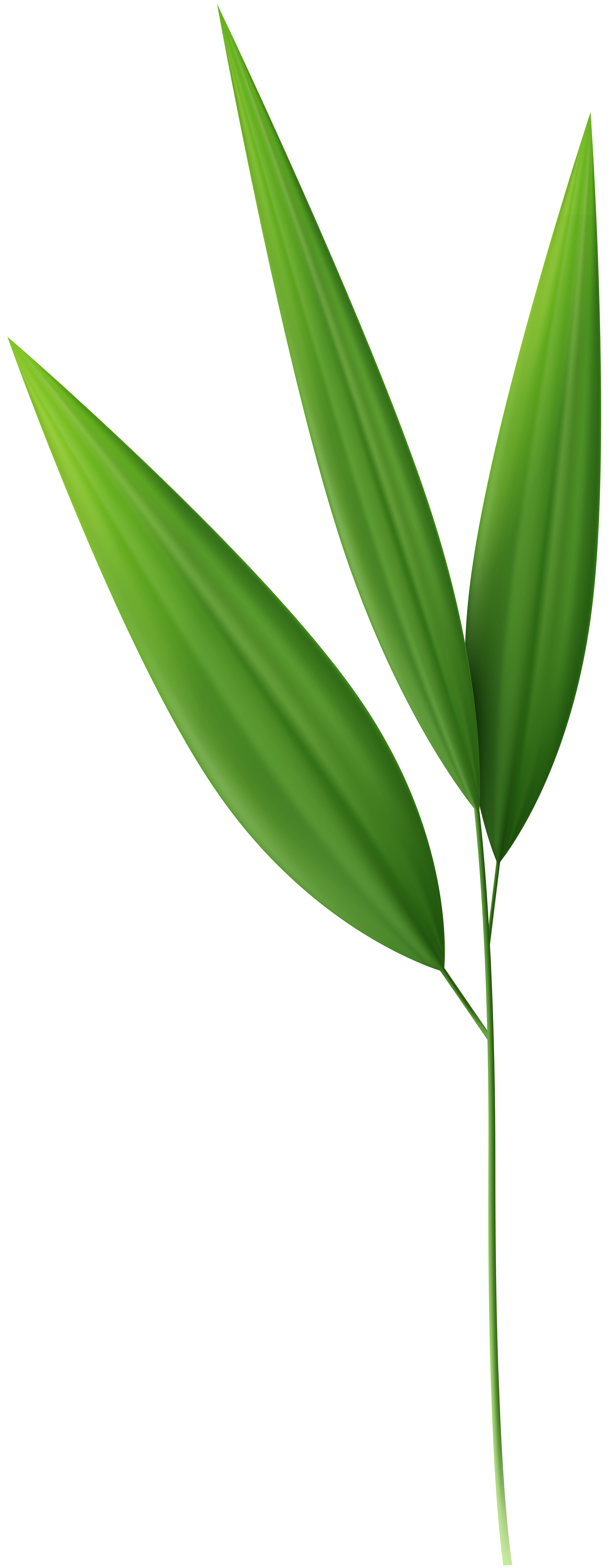 Bamboo clipart bamboo leaf. Leaves png gallery yopriceville