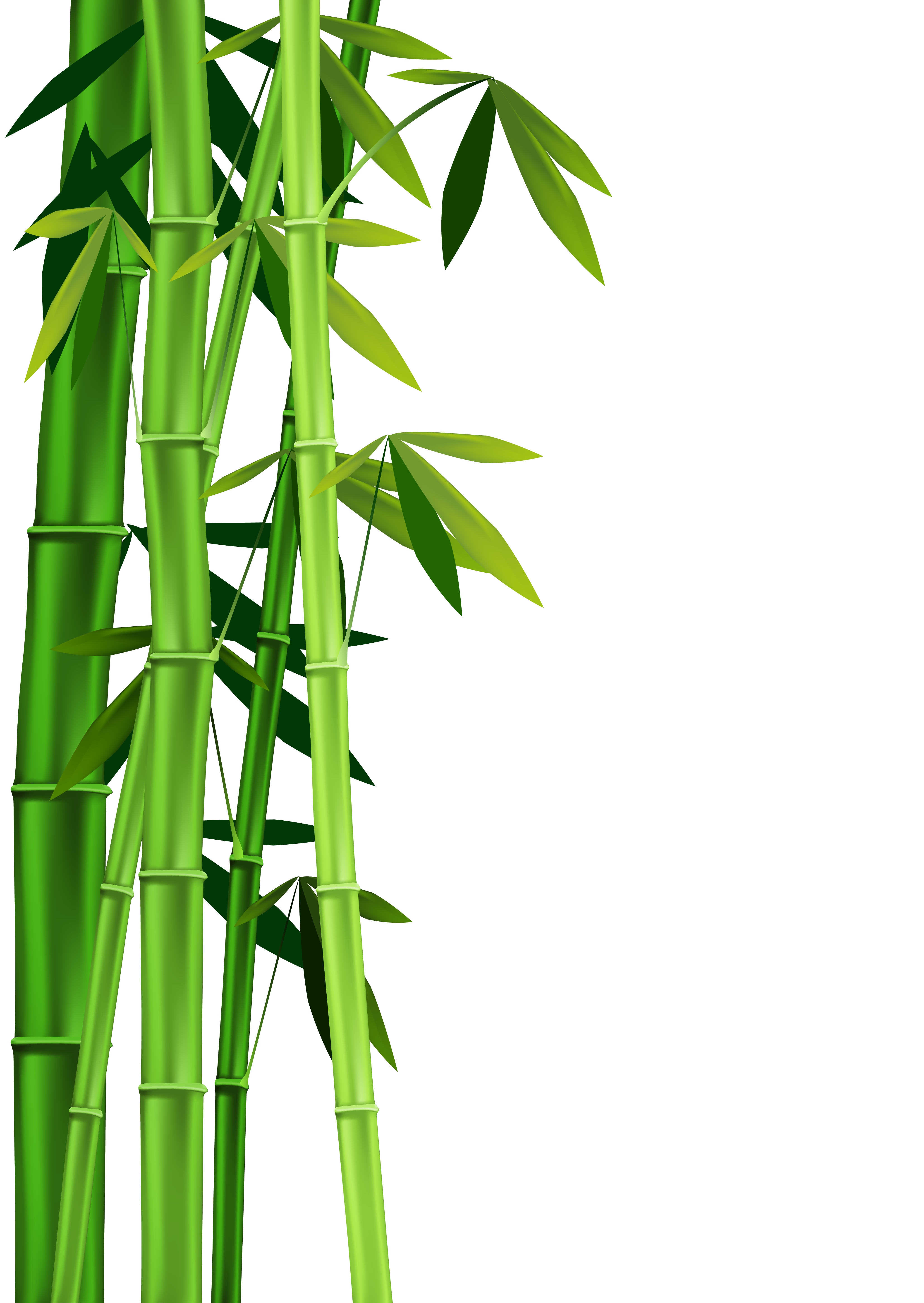bamboo clipart bamboo leaf