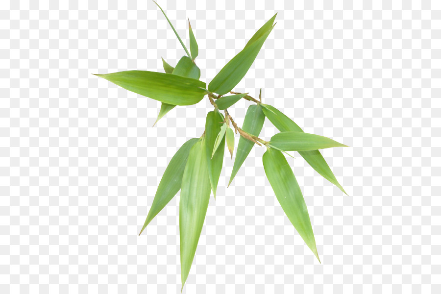 Bamboo clipart bamboo leaf. Png download free transparent