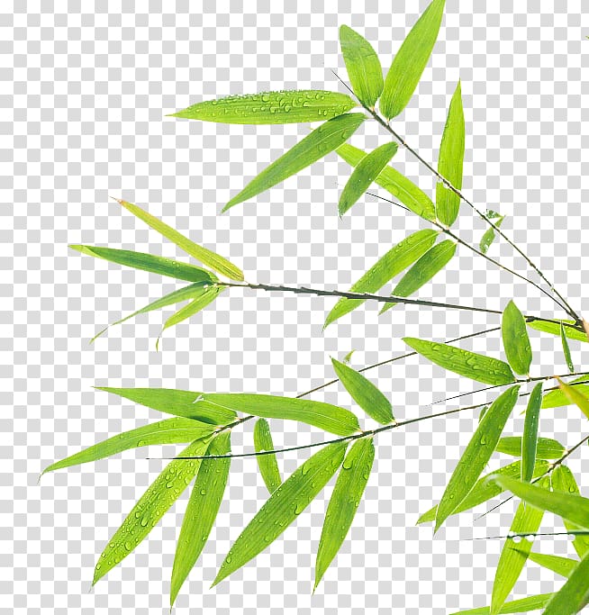 Dew drops on green. Bamboo clipart bamboo leaf