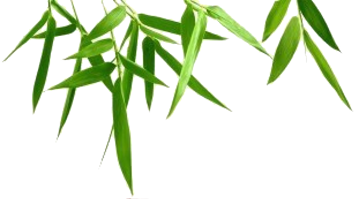 Bamboo clipart bamboo leaf. Photography transparent background png