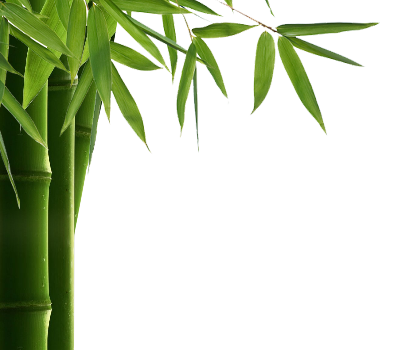 bamboo clipart bamboo leave