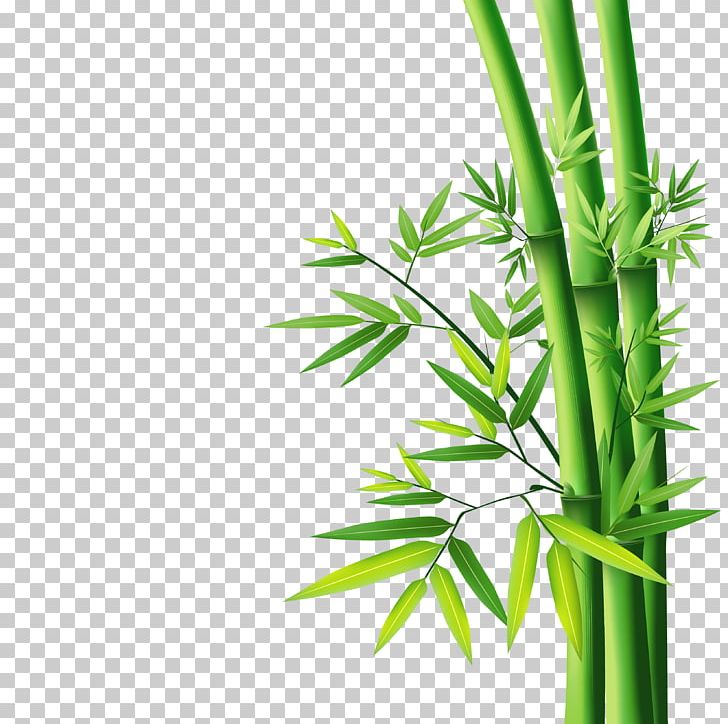 bamboo clipart bamboo plant