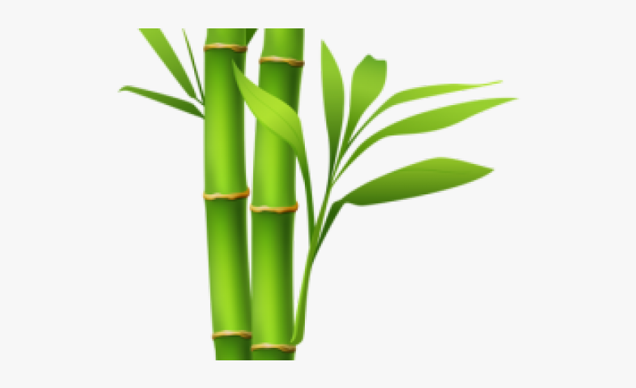 bamboo clipart bamboo plant