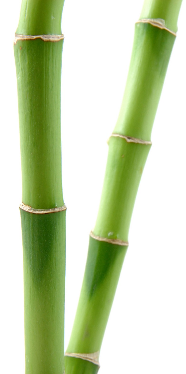 bamboo clipart bamboo pole