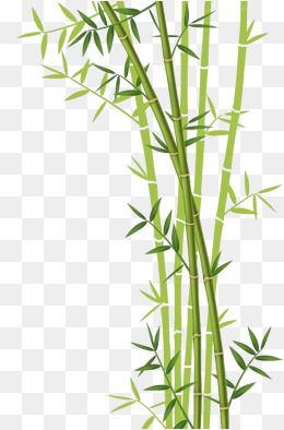 Bamboo clipart bamboo pole.  download leaf leaves