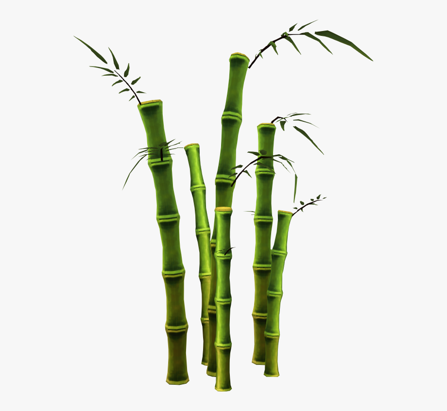 Cane transparent trees png. Bamboo clipart bamboo stalk