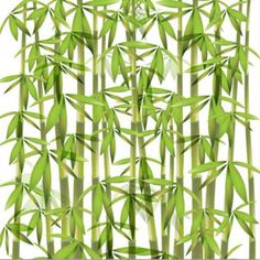 bamboo clipart bamboo wallpaper