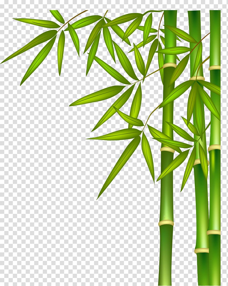 bamboo clipart banboo