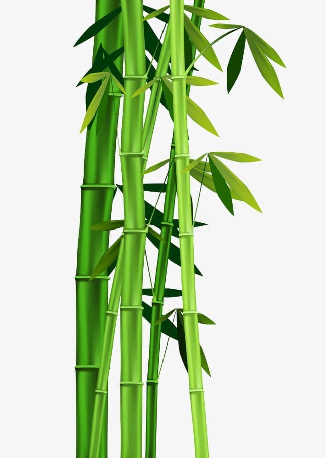 bamboo clipart cartoon