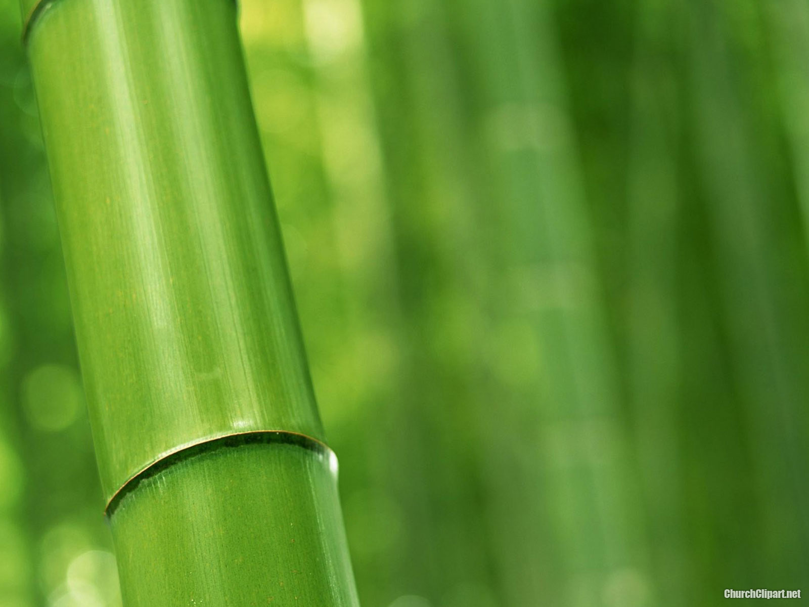 bamboo clipart green bamboo