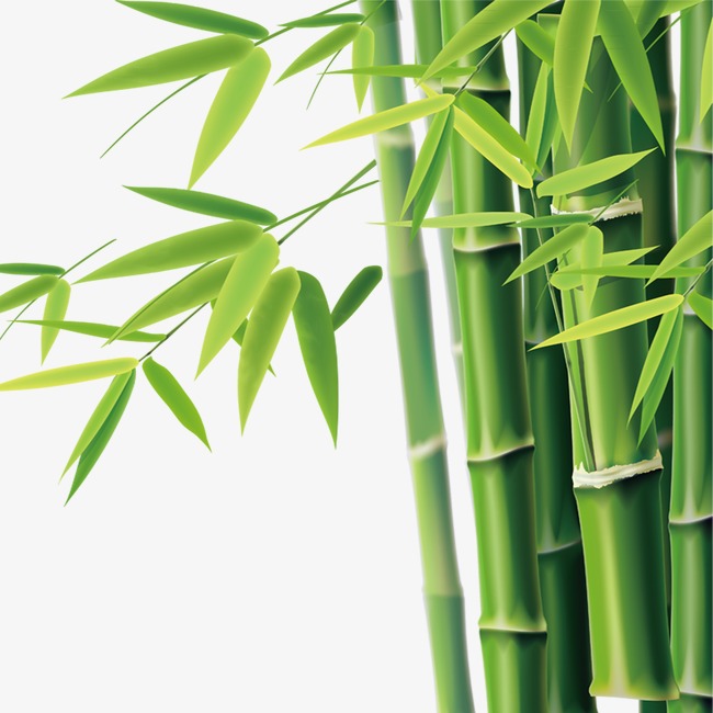 bamboo clipart green bamboo