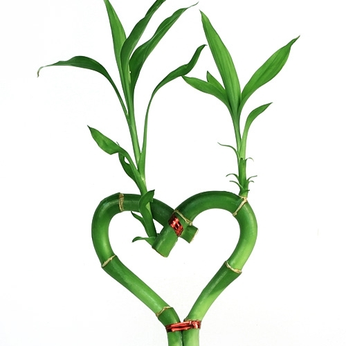 bamboo clipart lucky bamboo