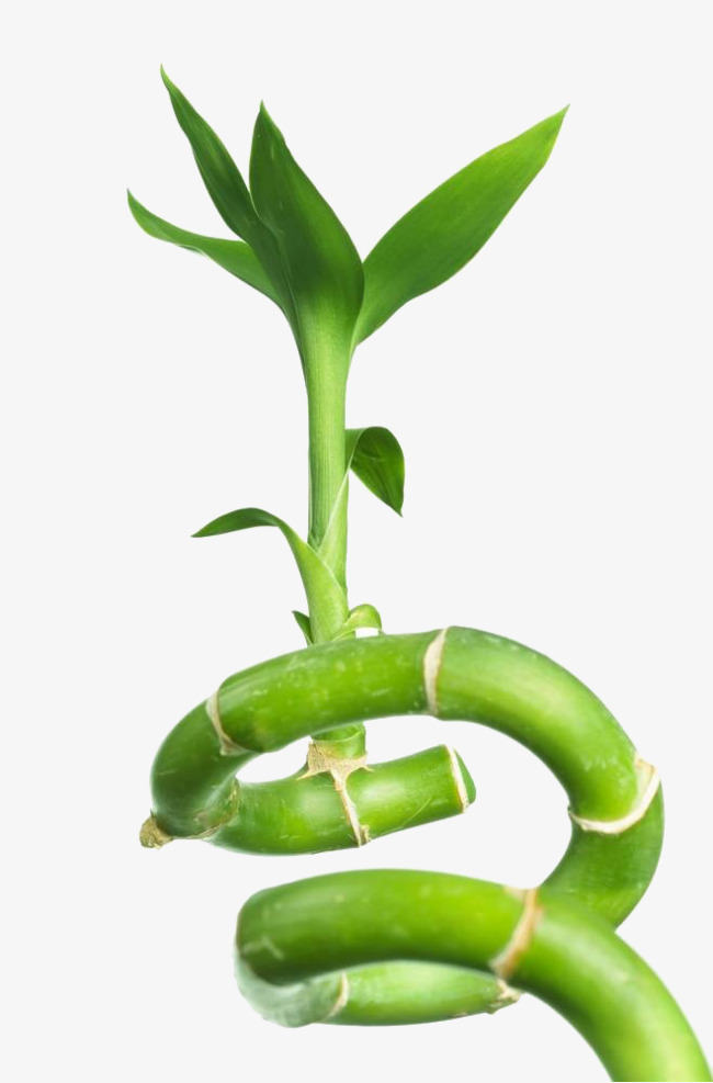 bamboo clipart lucky bamboo