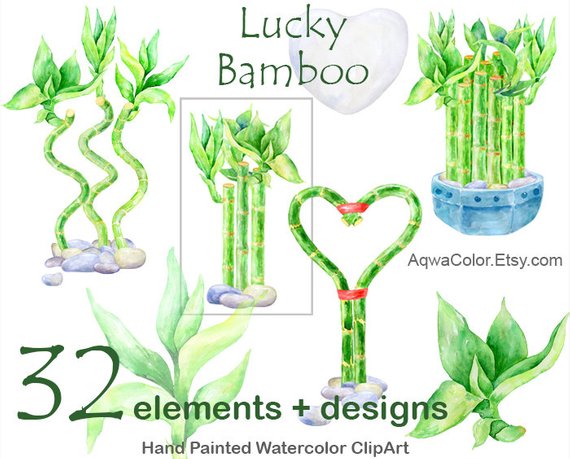 bamboo clipart lucky bamboo