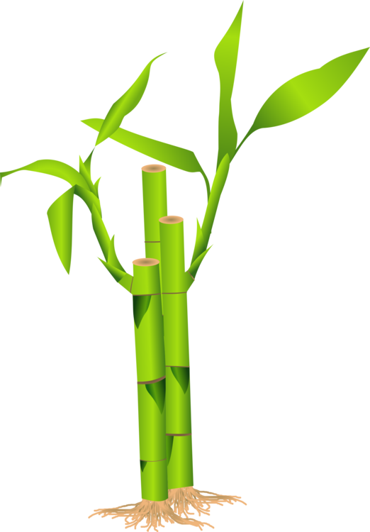 Bamboo clipart pdf. Plant stem flowerpot png