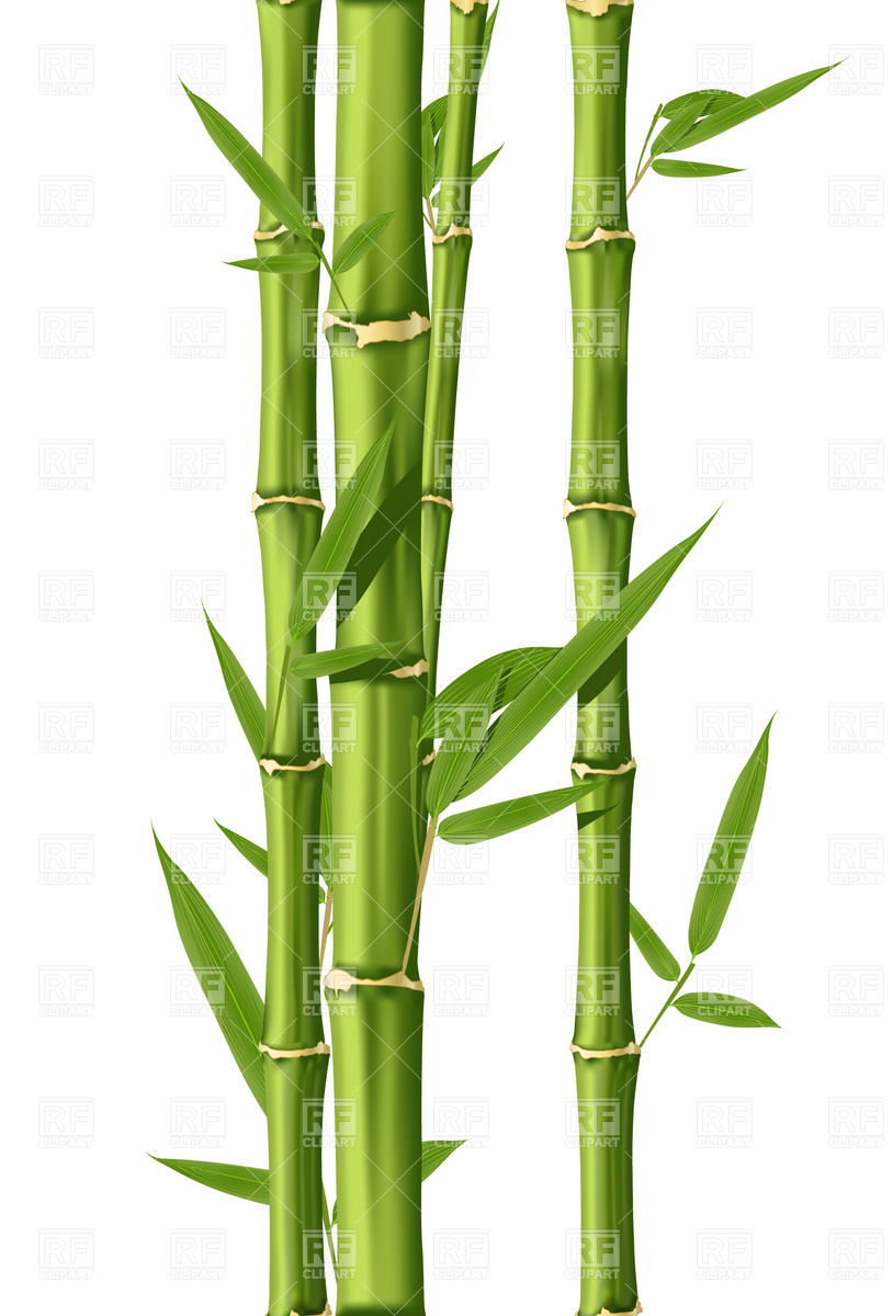 bamboo clipart real