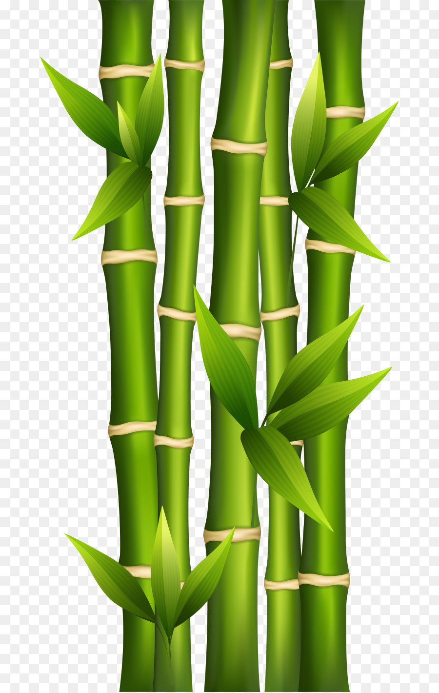 bamboo clipart real