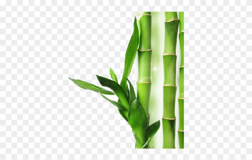 bamboo clipart short