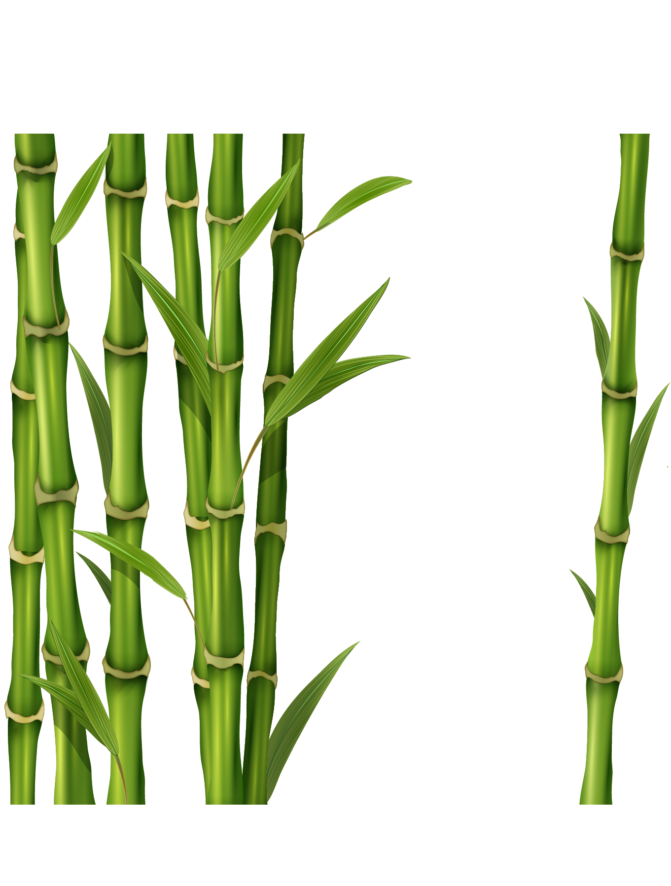 bamboo clipart transparent background