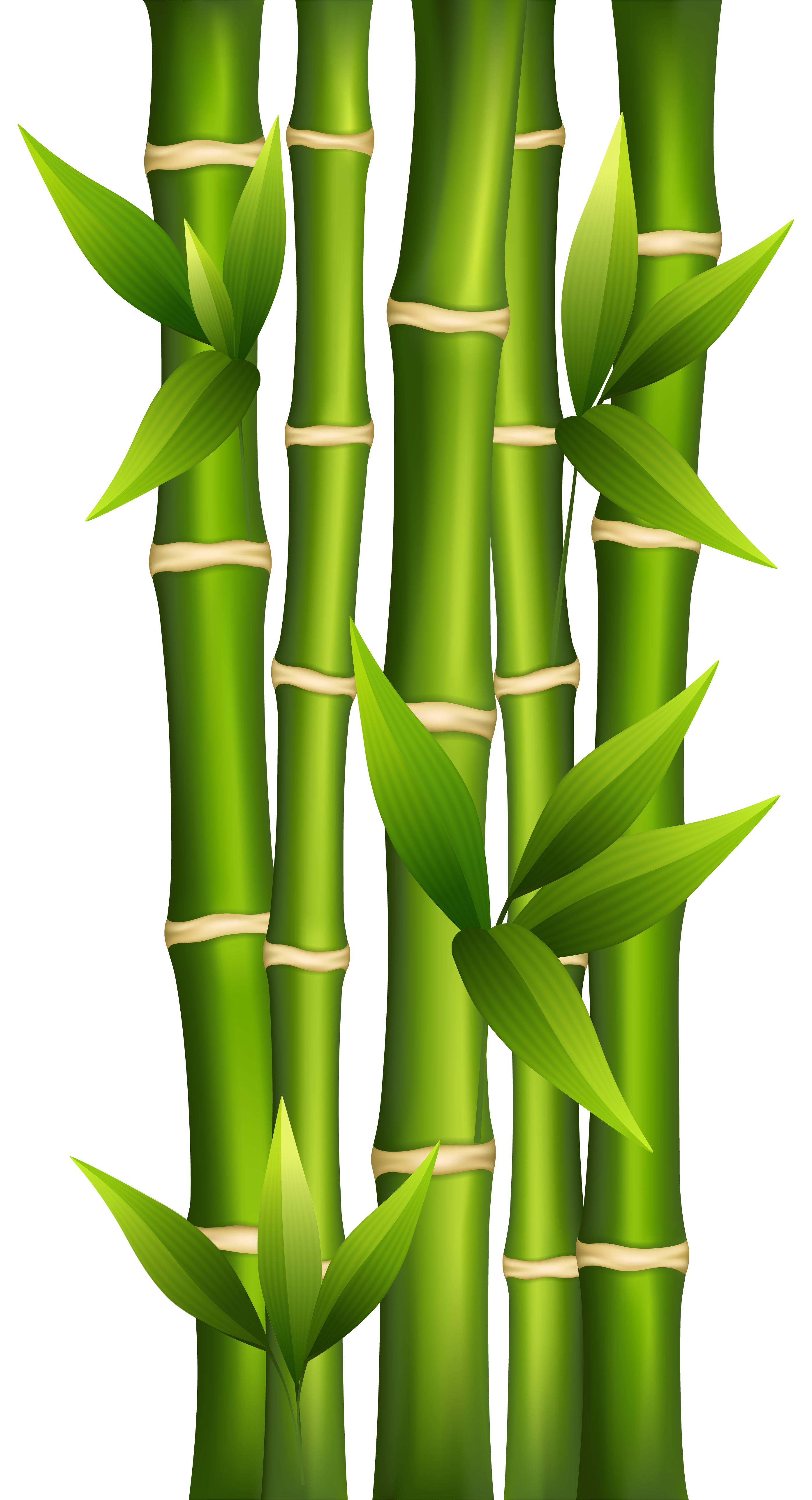 Bamboo clipart. Png image gallery yopriceville